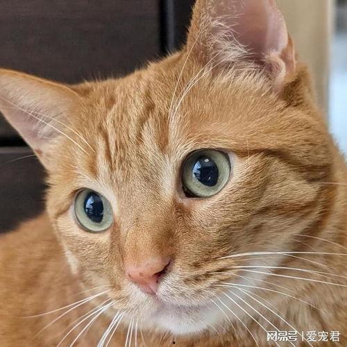 小猫吃瓜的头像,萌态十足!