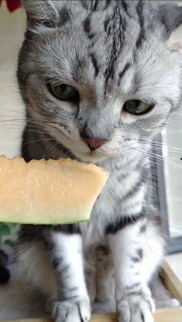 猫可以吃姑娘瓜,揭秘姑娘瓜的神奇魅力