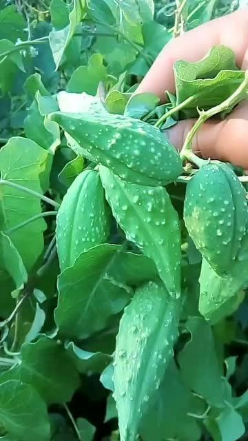 东陈吃瓜,揭秘民间趣事，品味生活百态