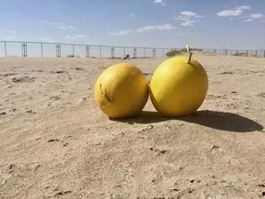 女人负责吃瓜,吃瓜中的智慧与魅力