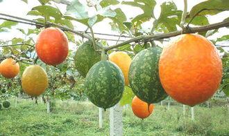 海南吊瓜可以吃吗,美味可口的天然食材探索